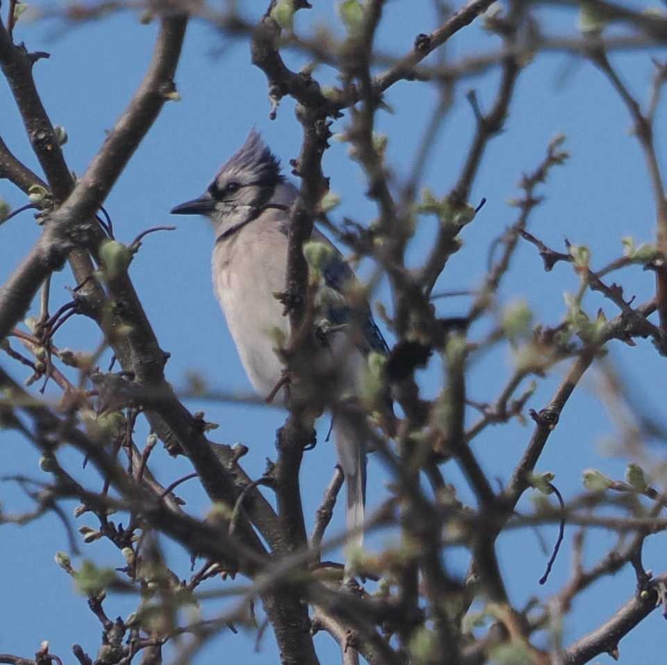 Blue Jay - ML635249841