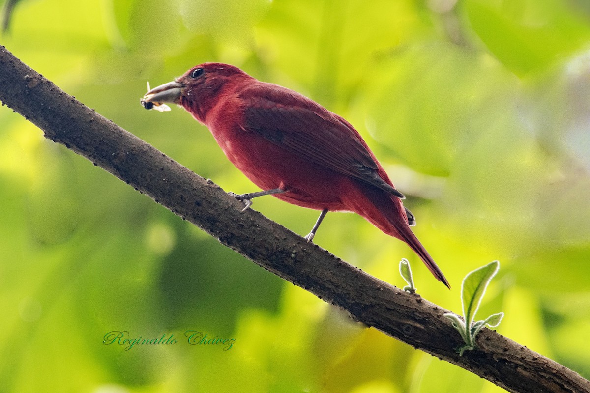 Summer Tanager - ML635249938