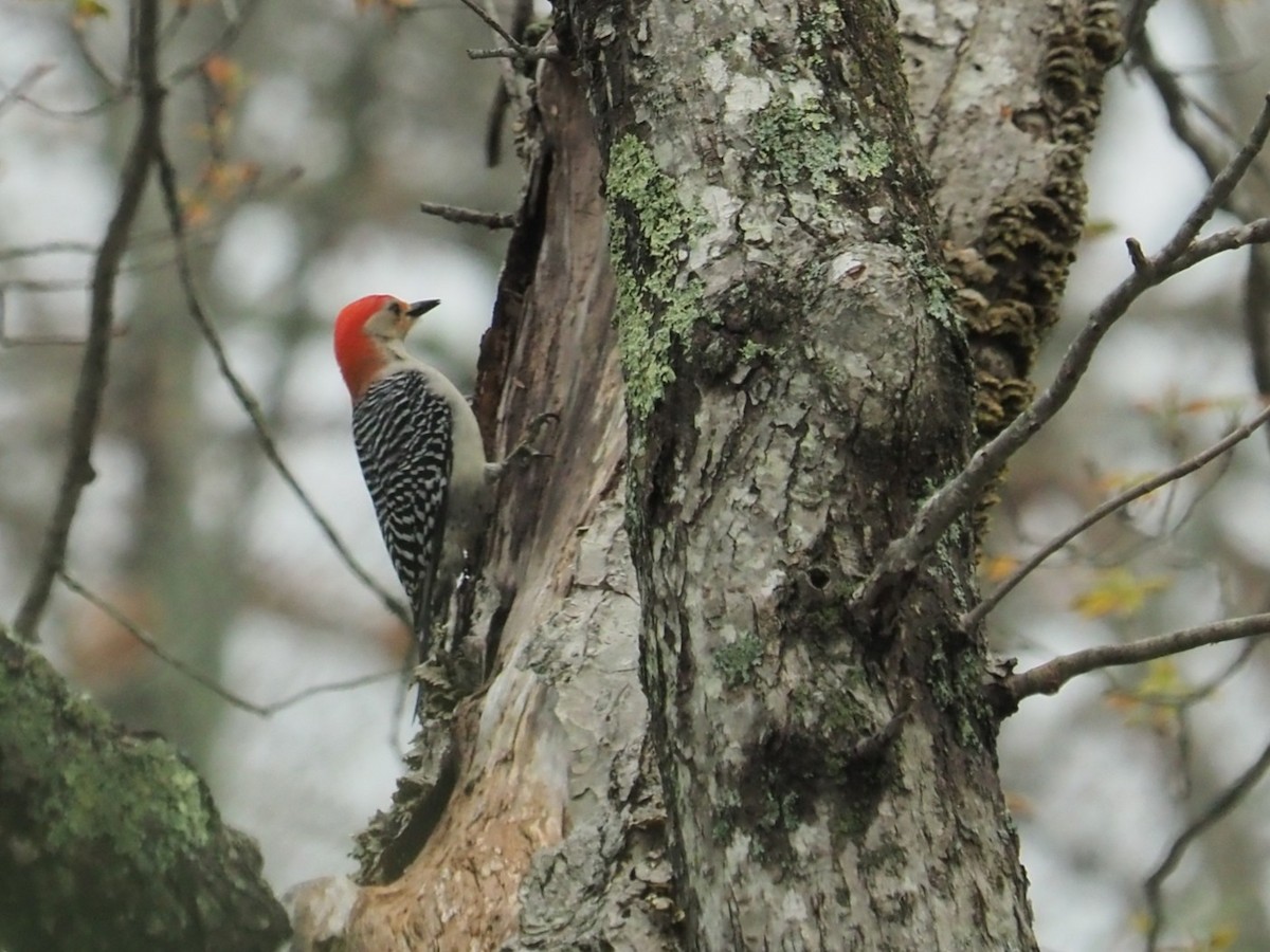 Red-bellied Woodpecker - ML635250046