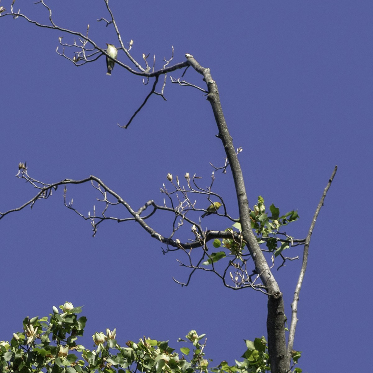 Cape May Warbler - ML635250257