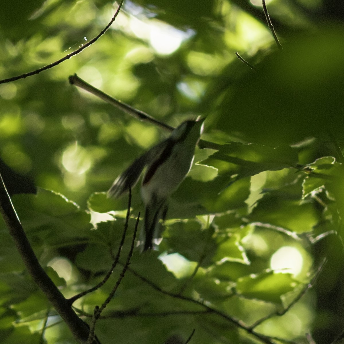 Chestnut-sided Warbler - ML635250263