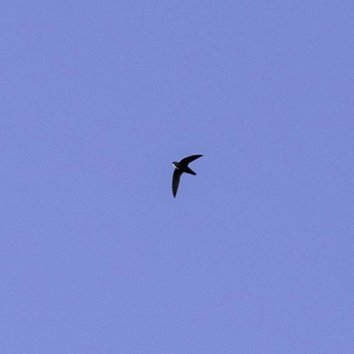 Chimney Swift - ML635250293