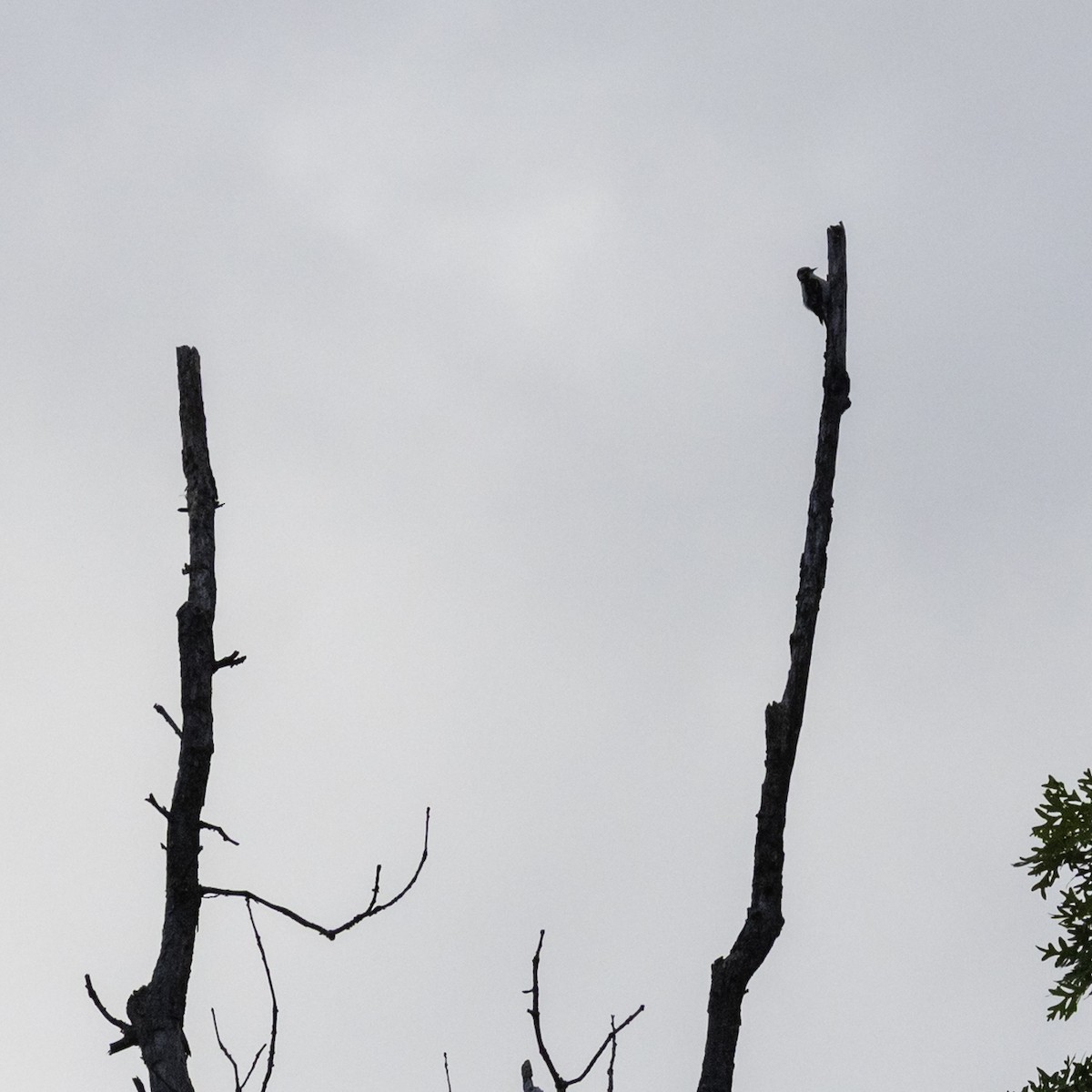 Hairy Woodpecker - ML635250323