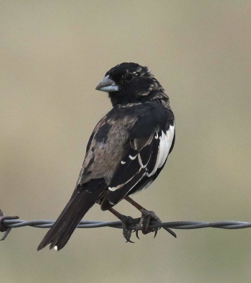 Lark Bunting - ML635250384