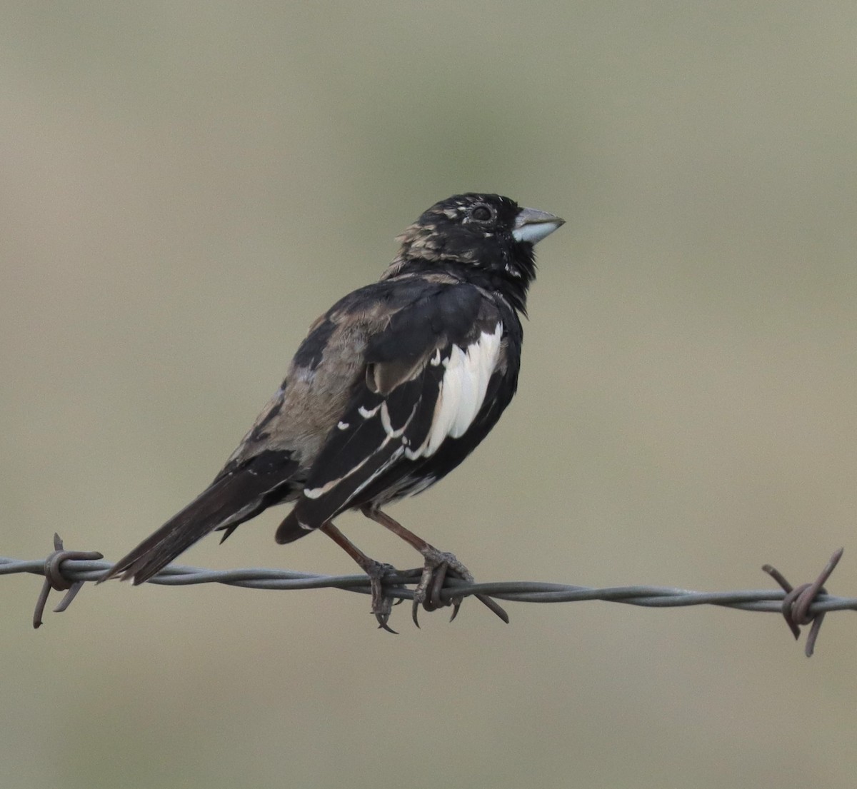 Lark Bunting - ML635250385