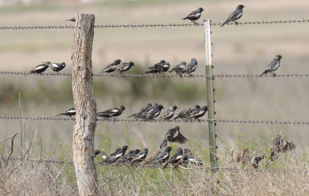 Lark Bunting - ML635250386