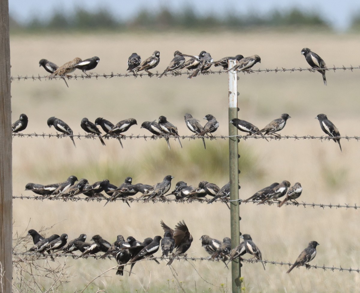 Lark Bunting - ML635250387