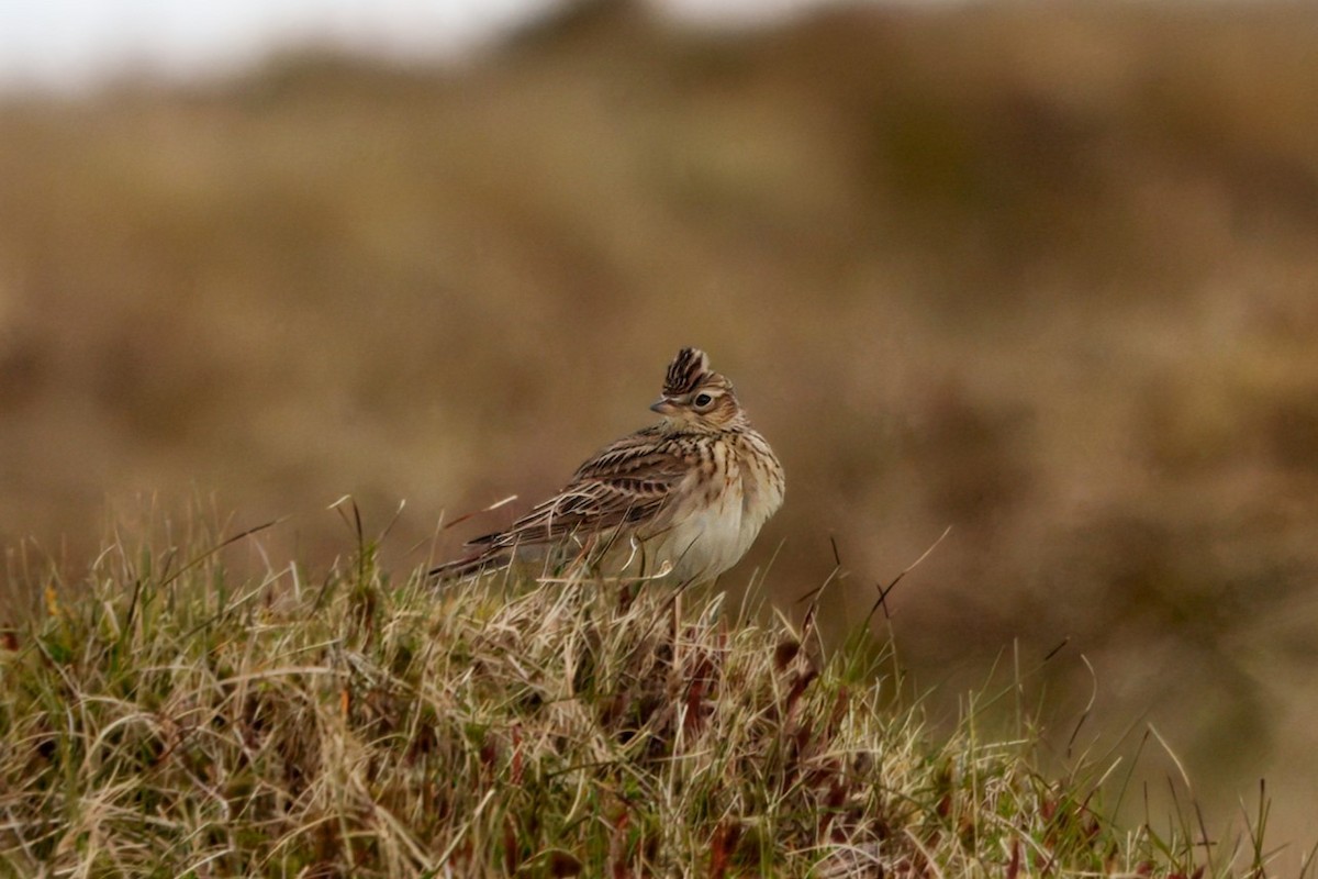 Eurasian Skylark - ML635250411