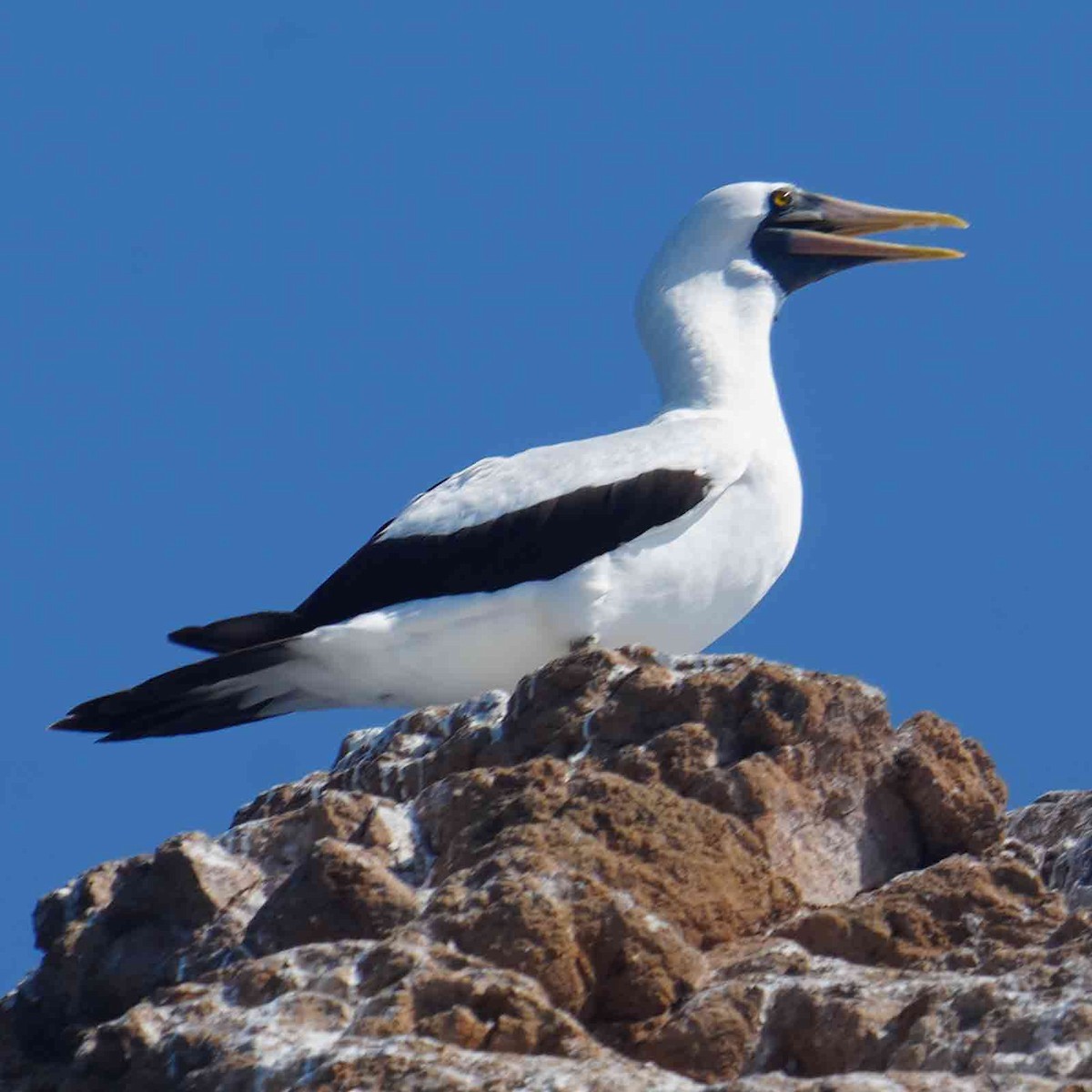 Nazca Booby - ML635250422
