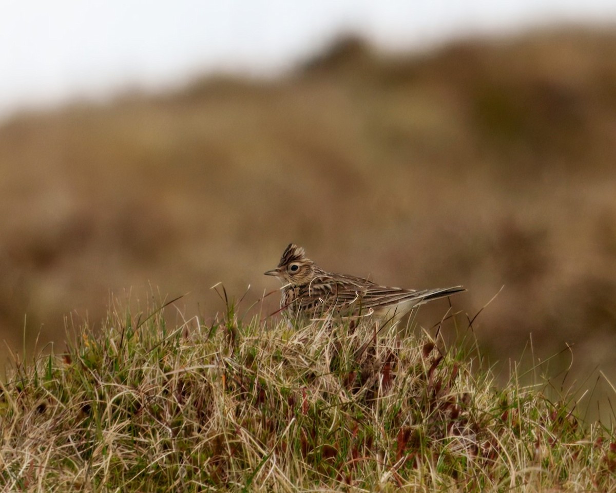Eurasian Skylark - ML635250430
