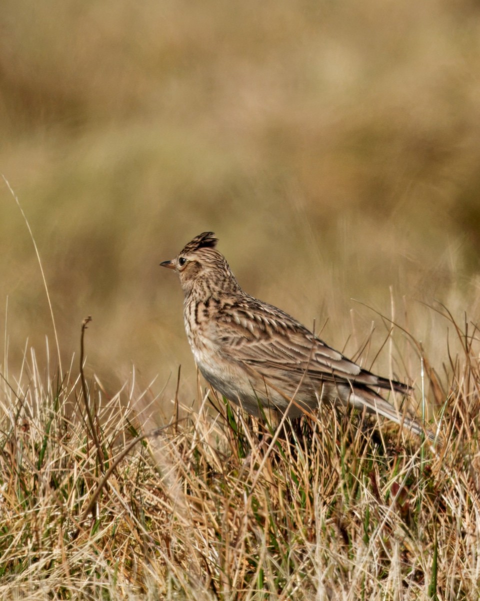 Eurasian Skylark - ML635250475