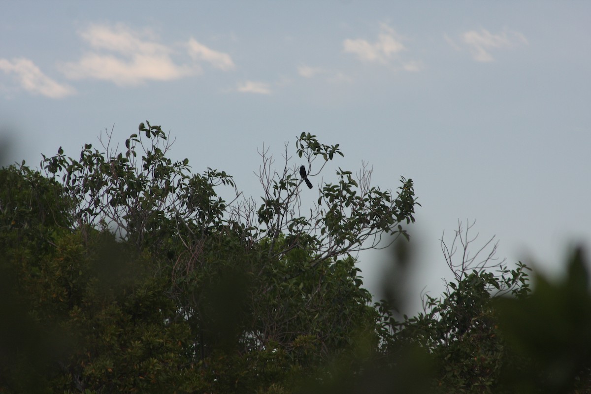 San Blas Jay - ML635250511