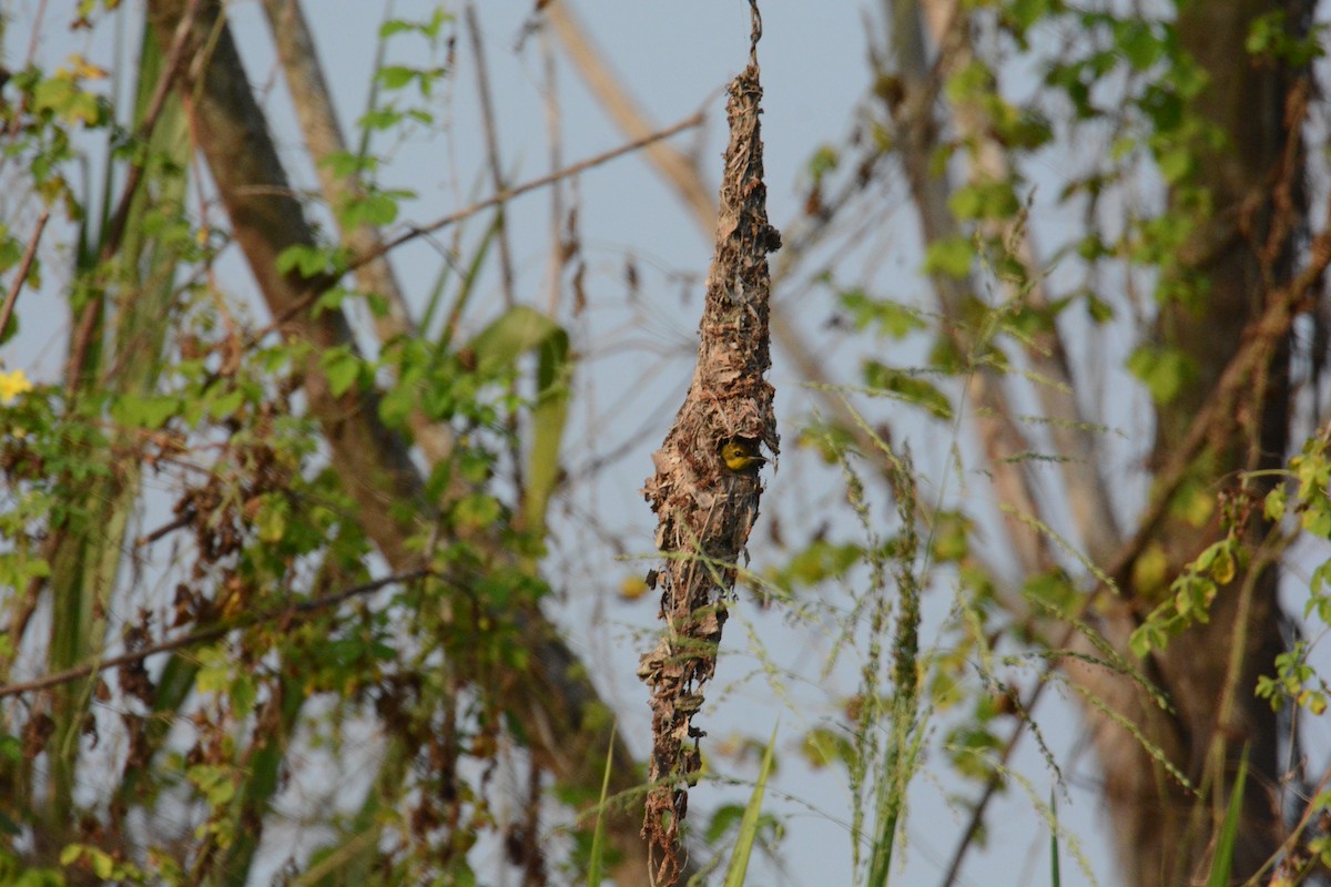 Black Sunbird - ML635250530