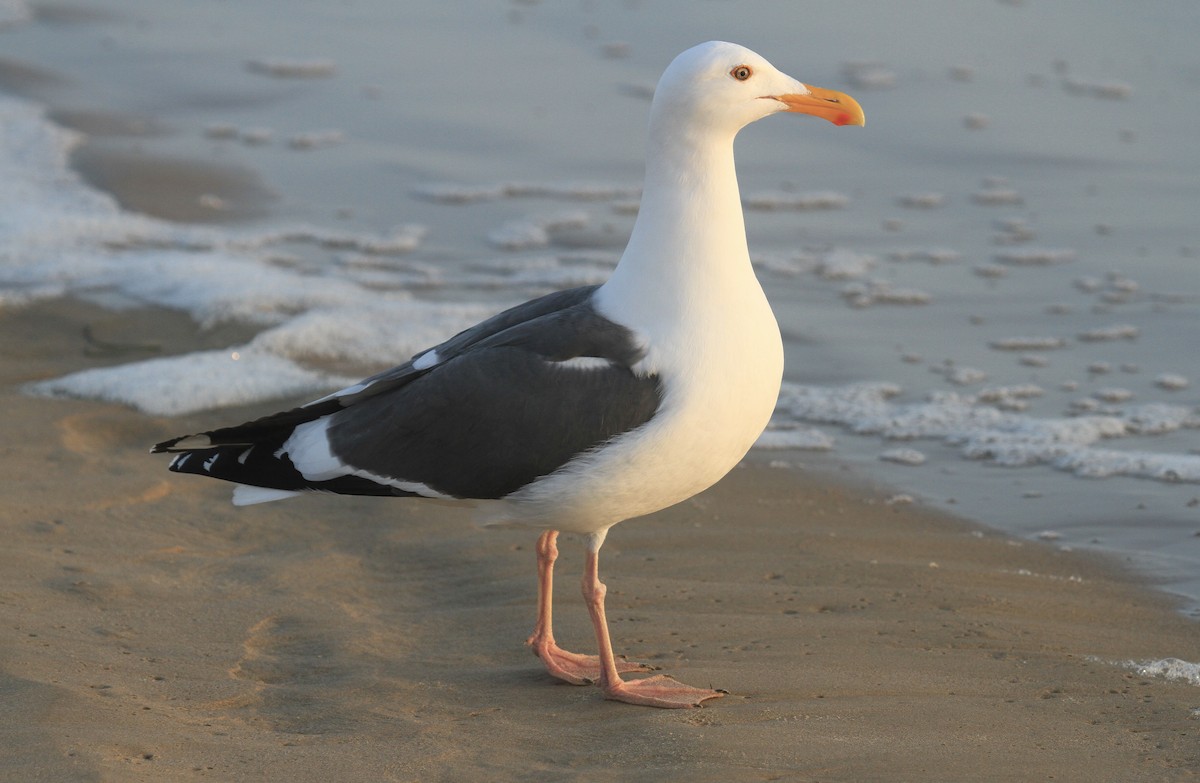 Western Gull - ML635250566