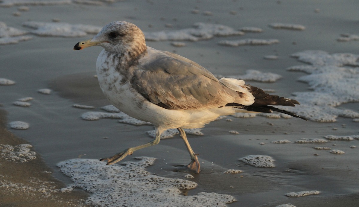 California Gull - ML635250570