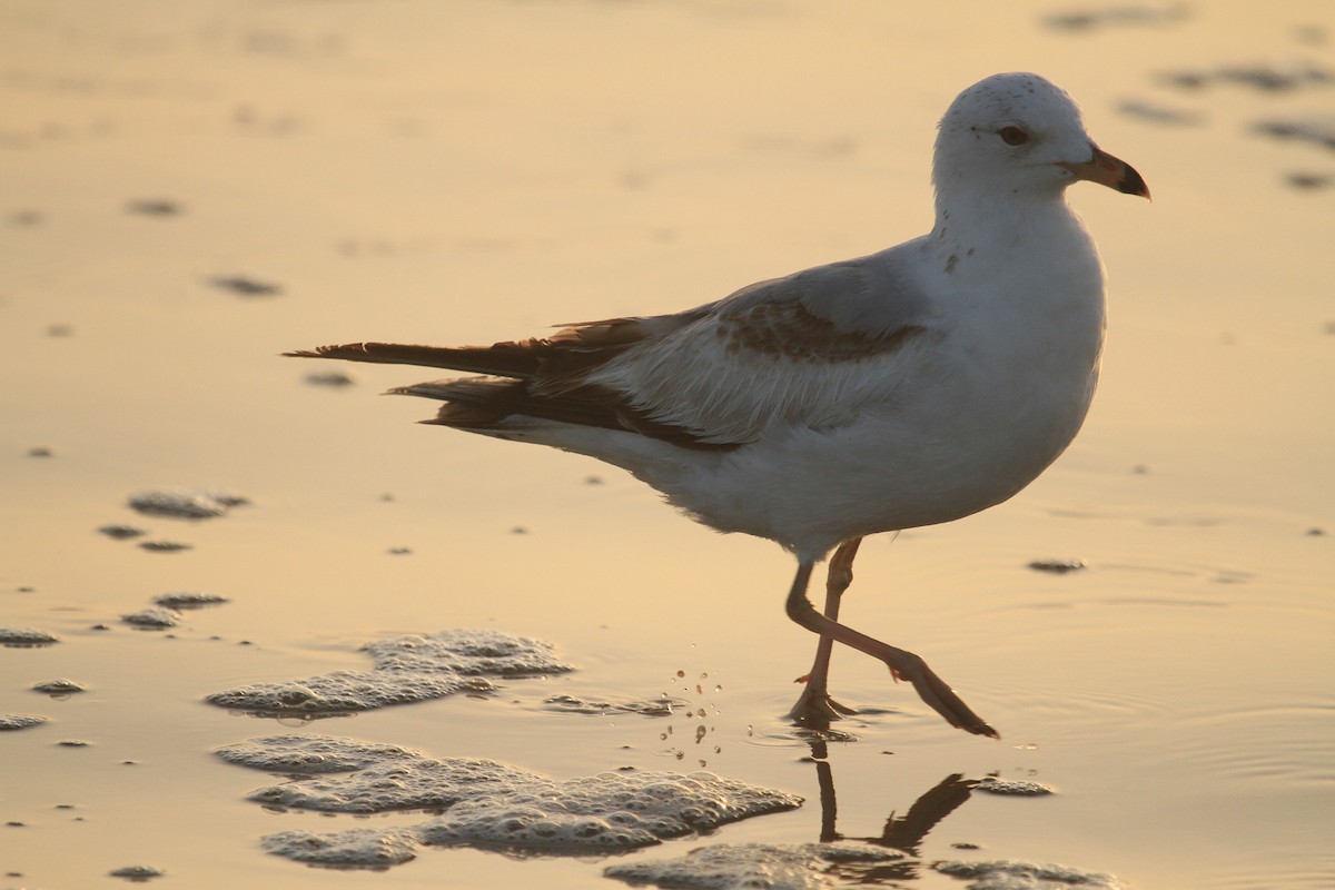 Ring-billed Gull - ML635250577