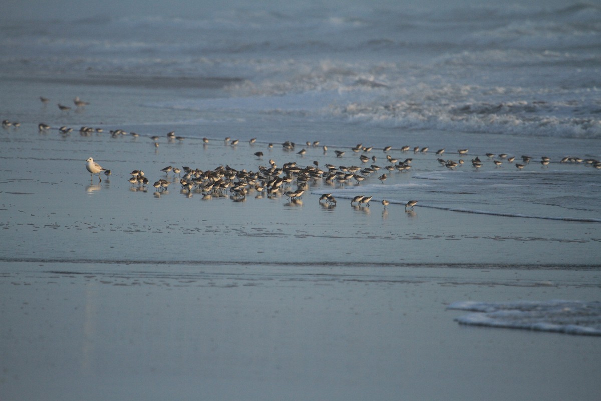 Sanderling - ML635250583