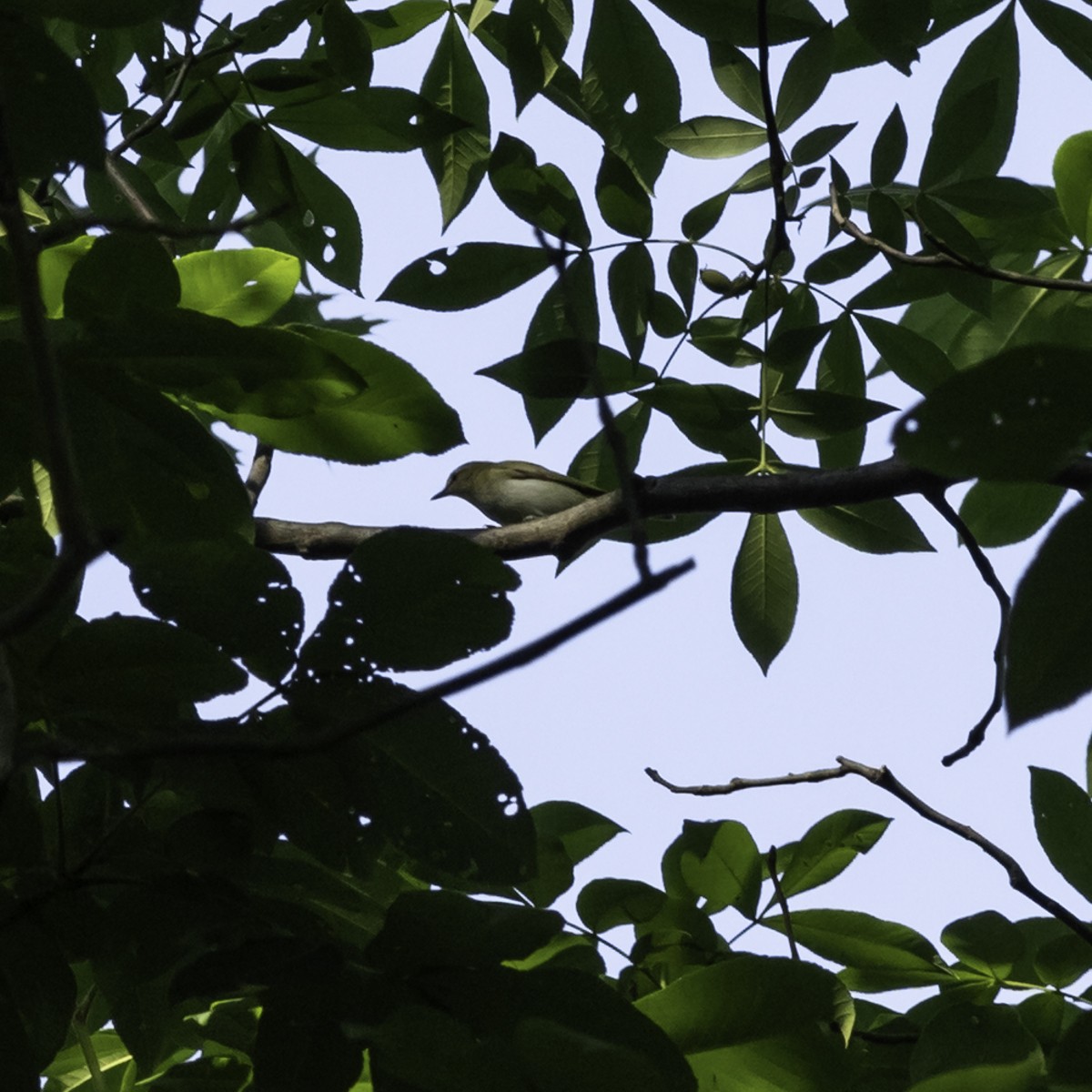 Red-eyed Vireo - ML635250641