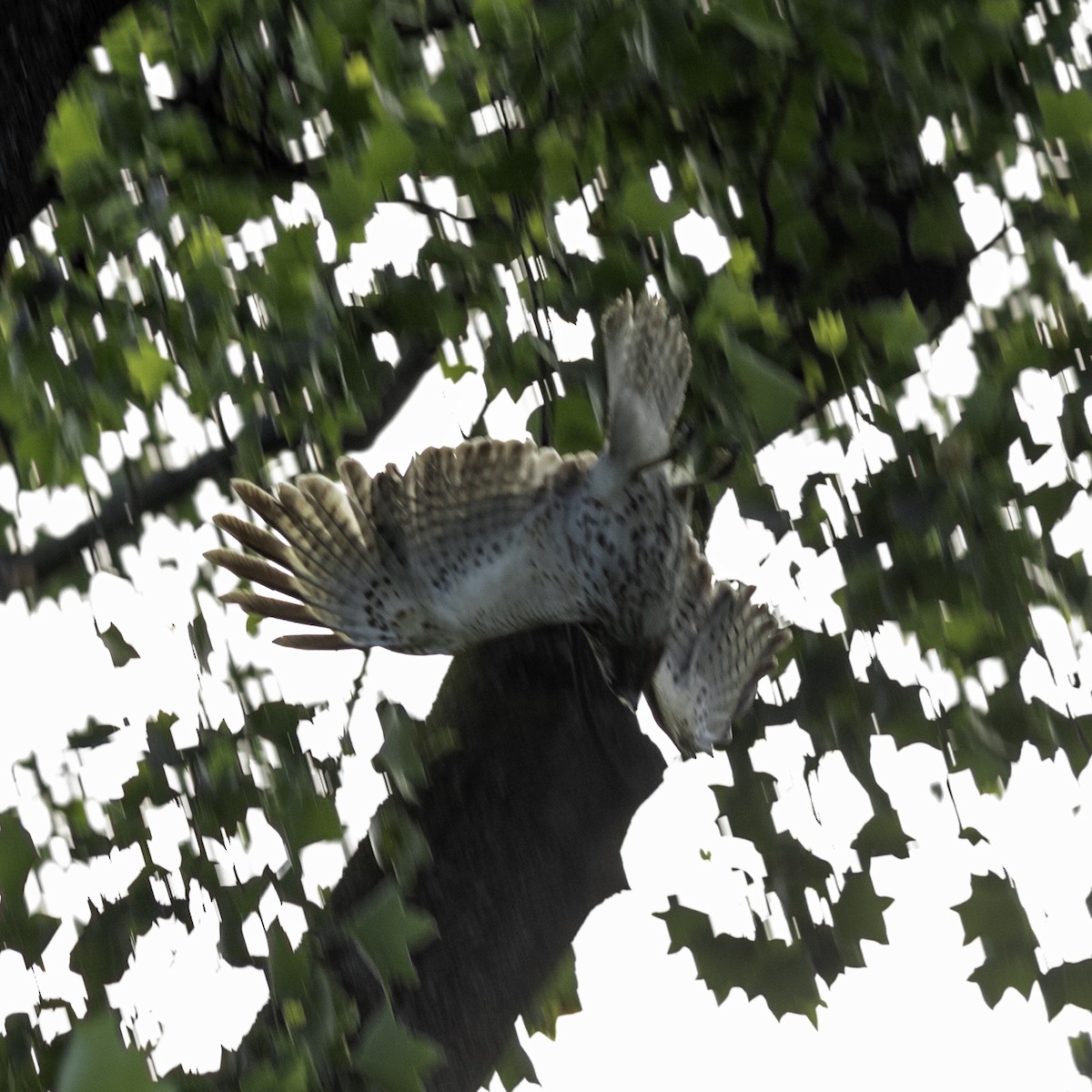 Red-shouldered Hawk - ML635250648