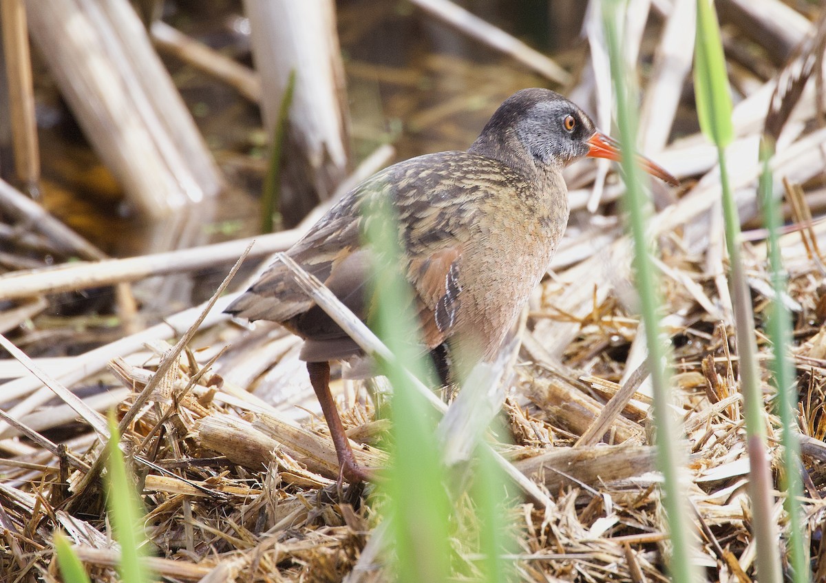 Virginia Rail - ML635250690