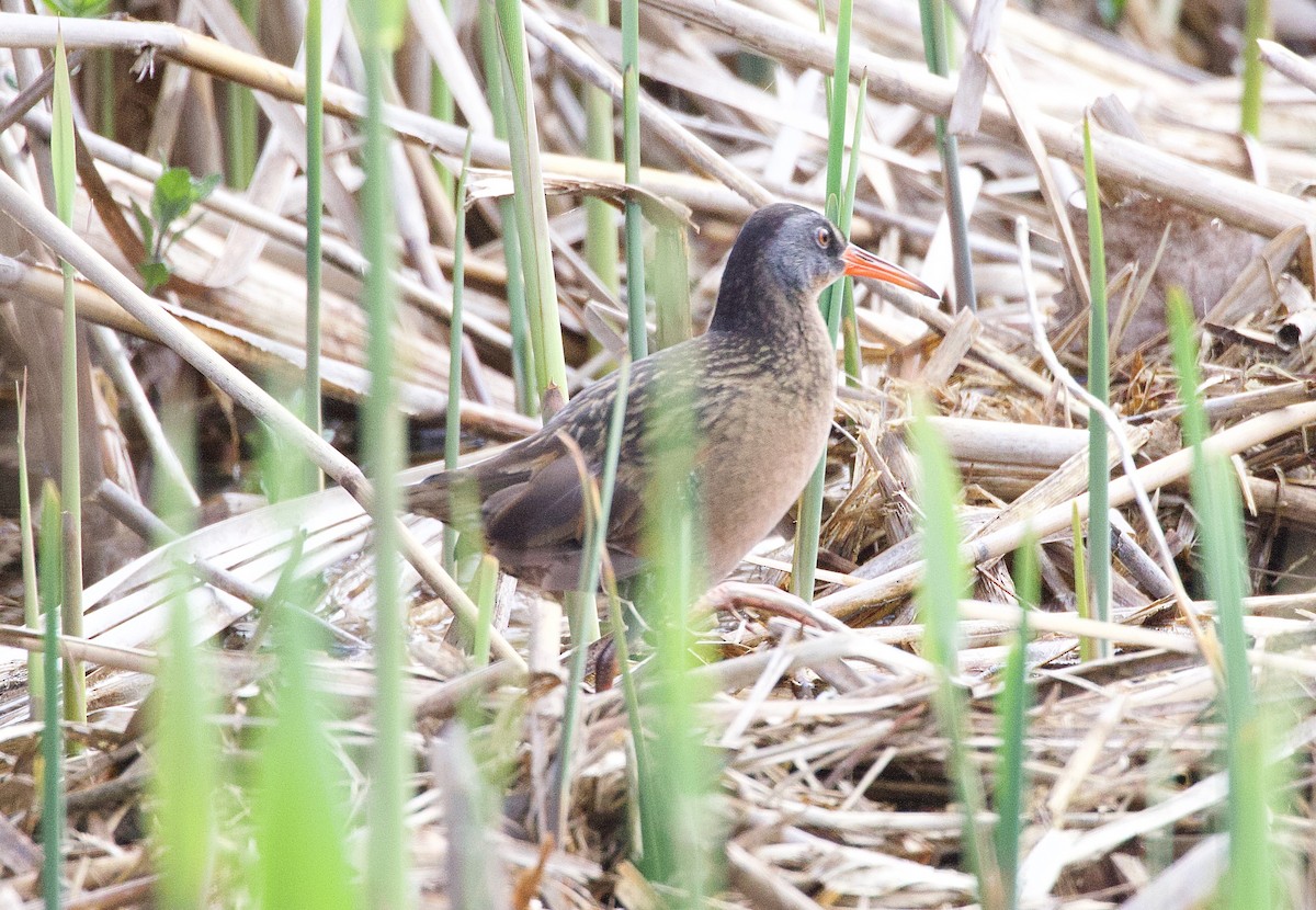 Virginia Rail - ML635250700