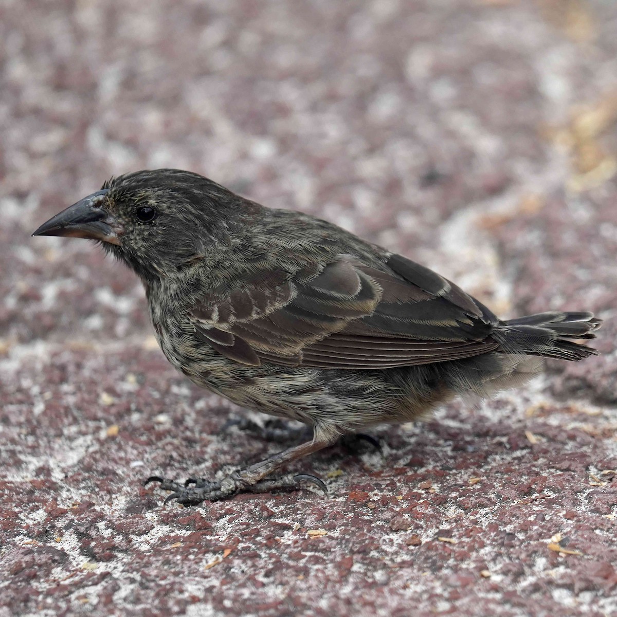 Common Cactus-Finch - ML635250737