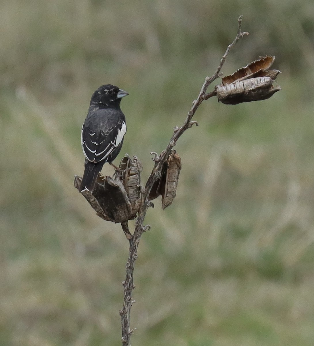 Lark Bunting - ML635250742
