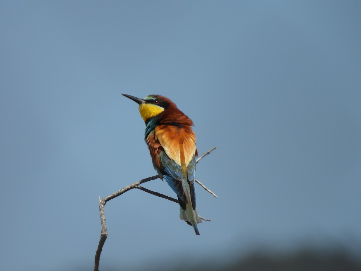 European Bee-eater - ML635250776