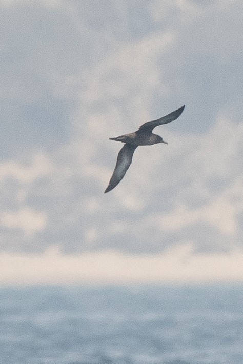 Sooty Shearwater - ML635250943