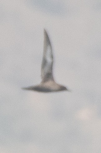 Sooty Shearwater - ML635250944