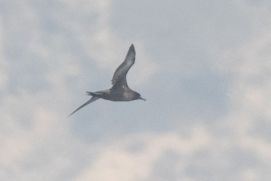 Sooty Shearwater - ML635250945