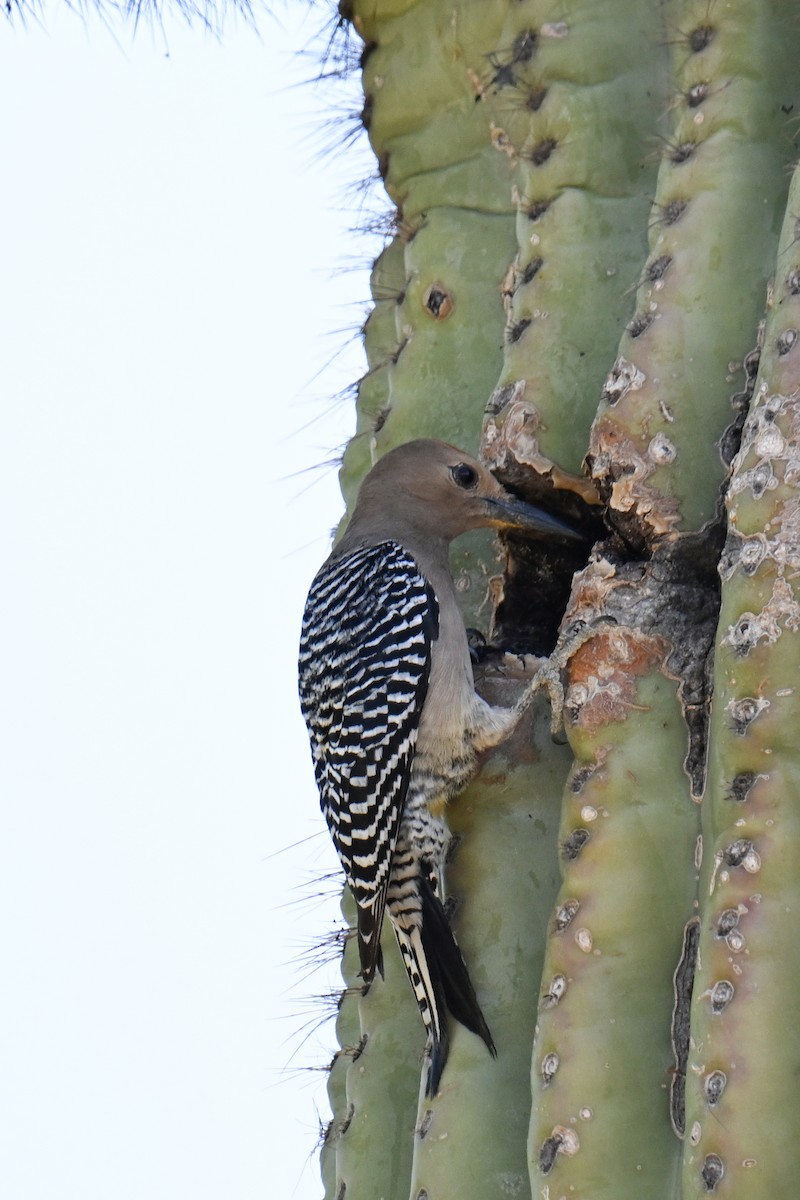 Gila Woodpecker - ML635250977