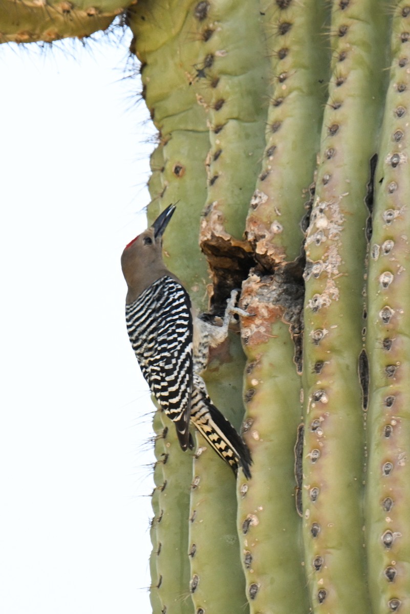 Gila Woodpecker - ML635250978