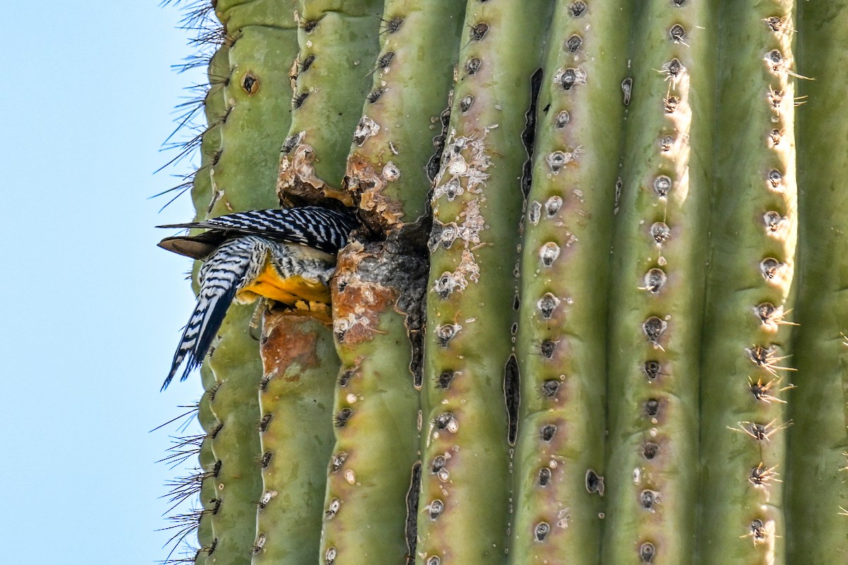 Gila Woodpecker - ML635250979