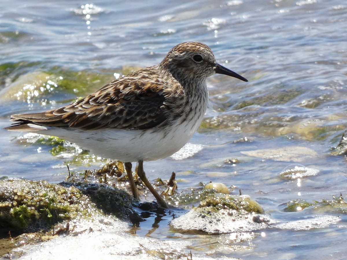 Least Sandpiper - ML635251007