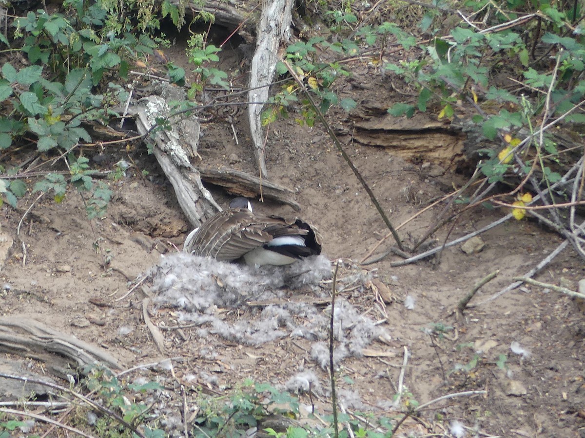 Canada Goose - ML635251049