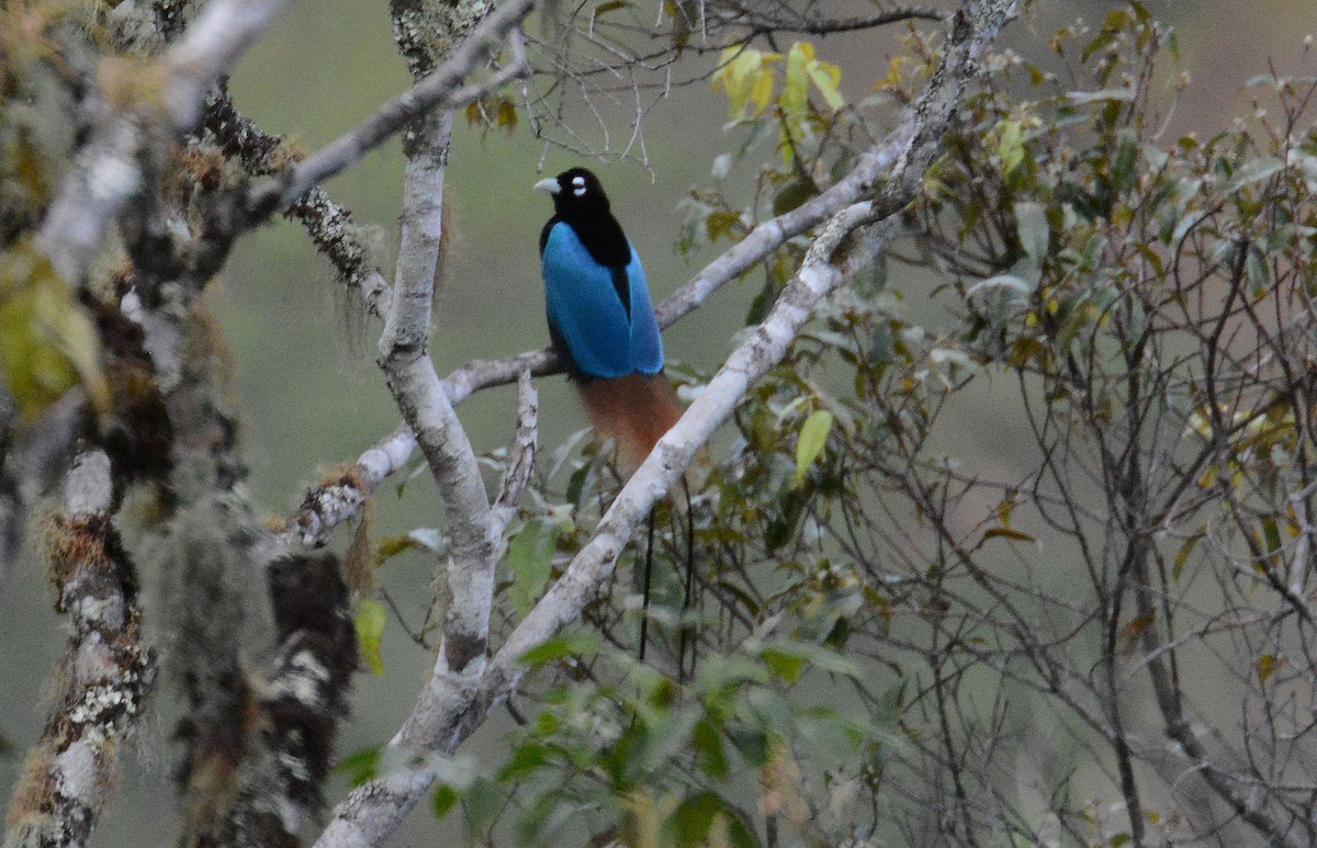 Blue Bird-of-Paradise - ML635251083