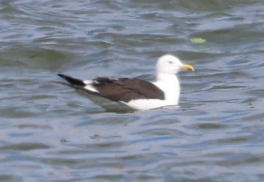 racek žlutonohý - ML635251101