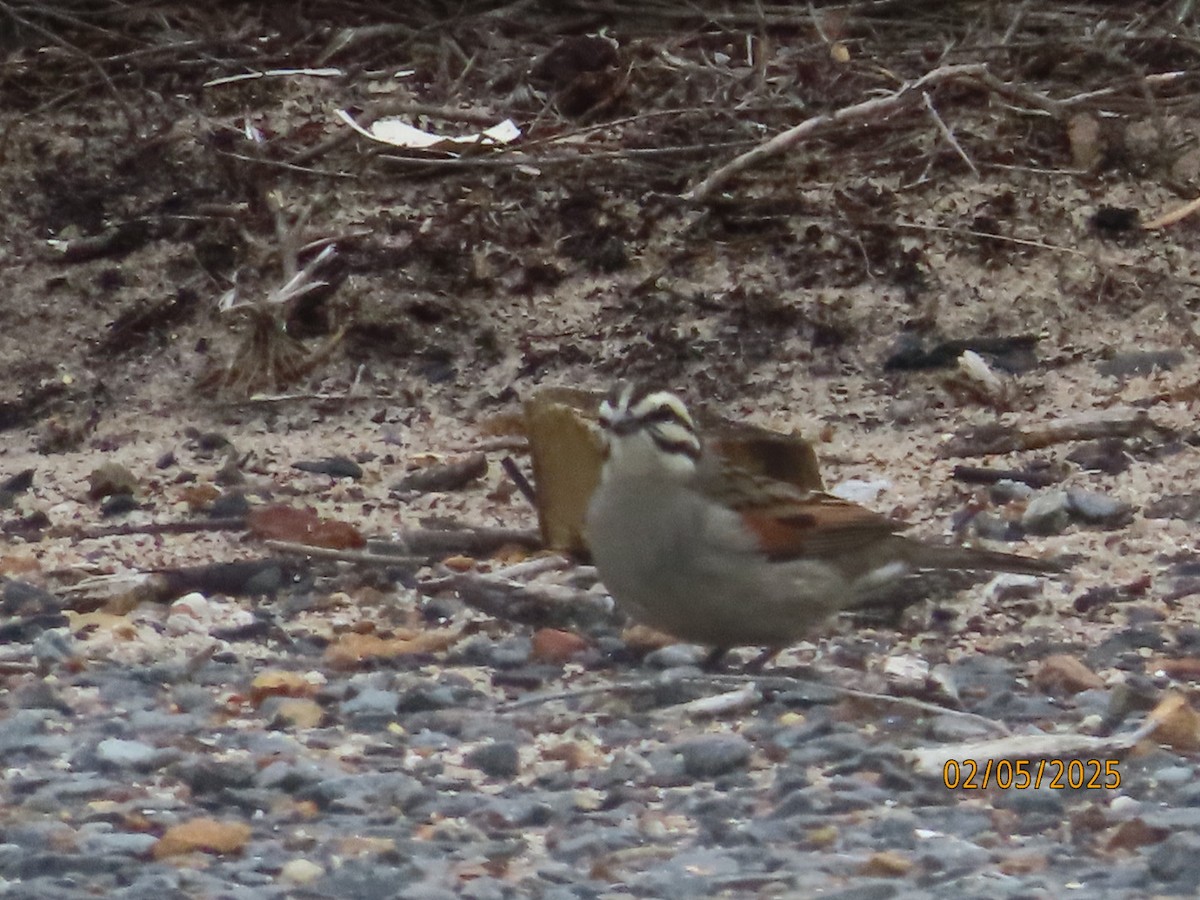 Cape Bunting (Cape) - ML635251103