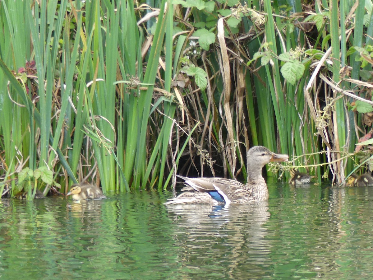 Mallard - ML635251108