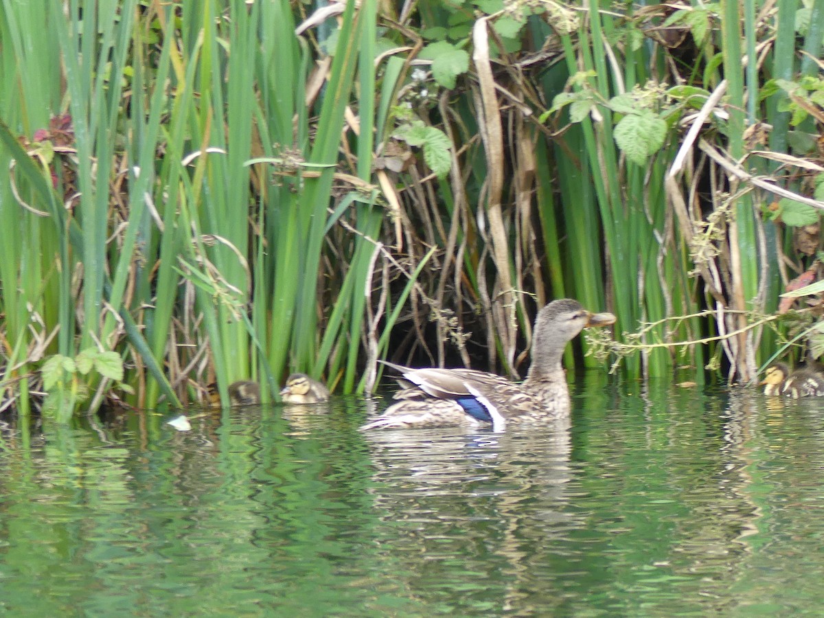 Mallard - ML635251109