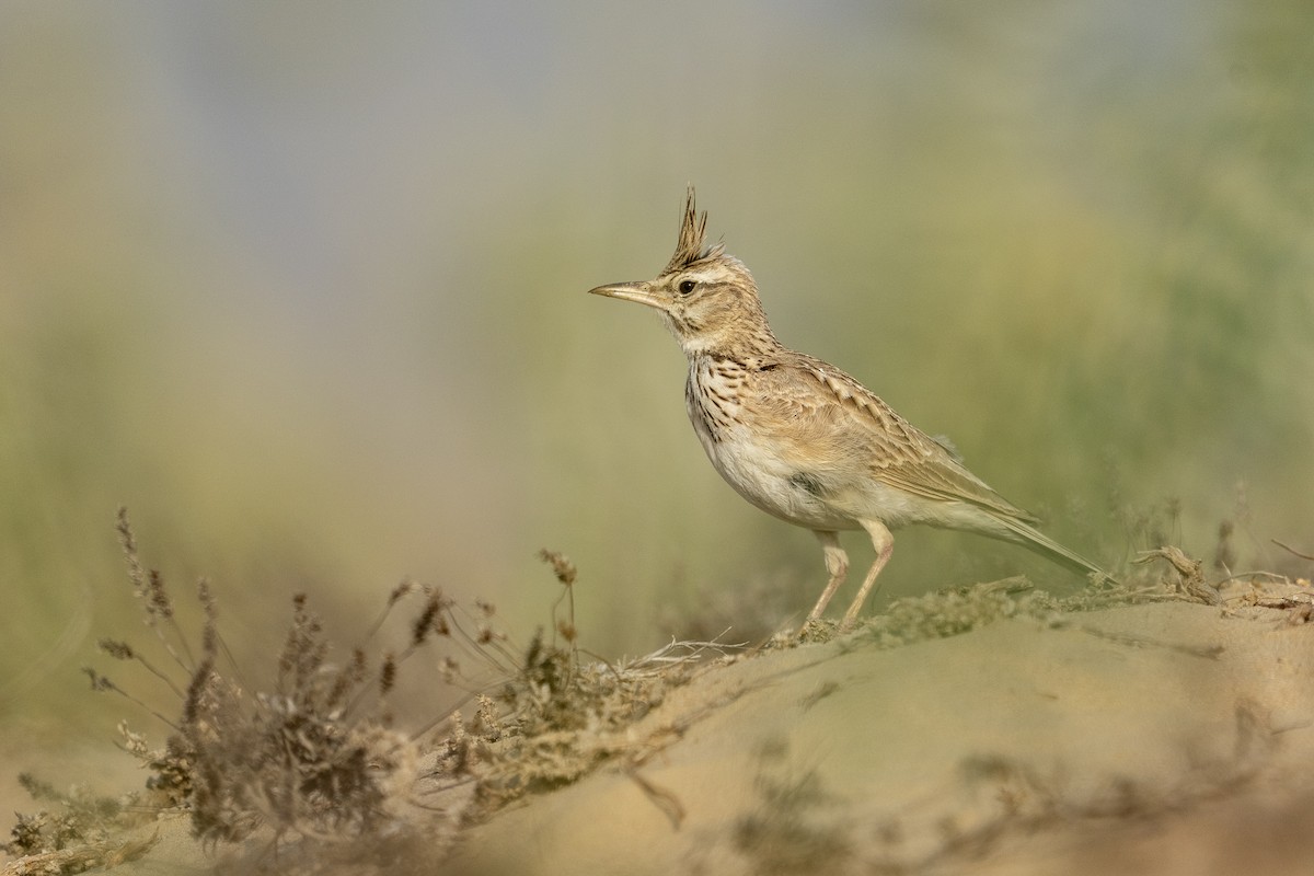 Crested Lark - ML635251135