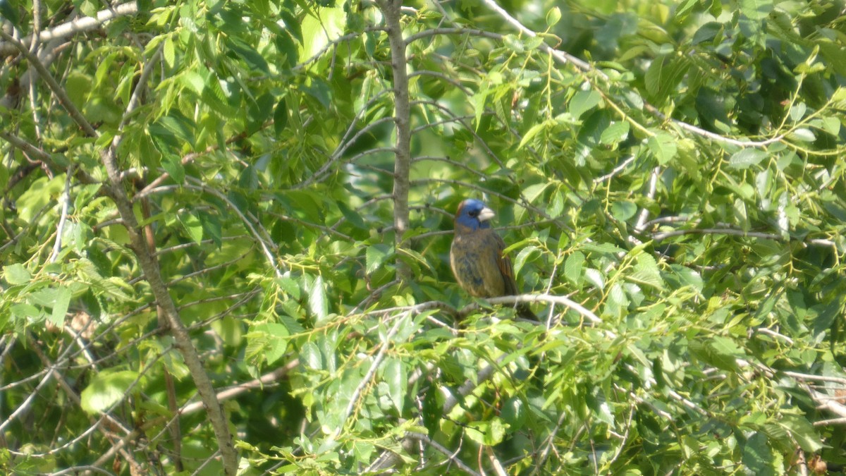 Blue Grosbeak - ML635251145