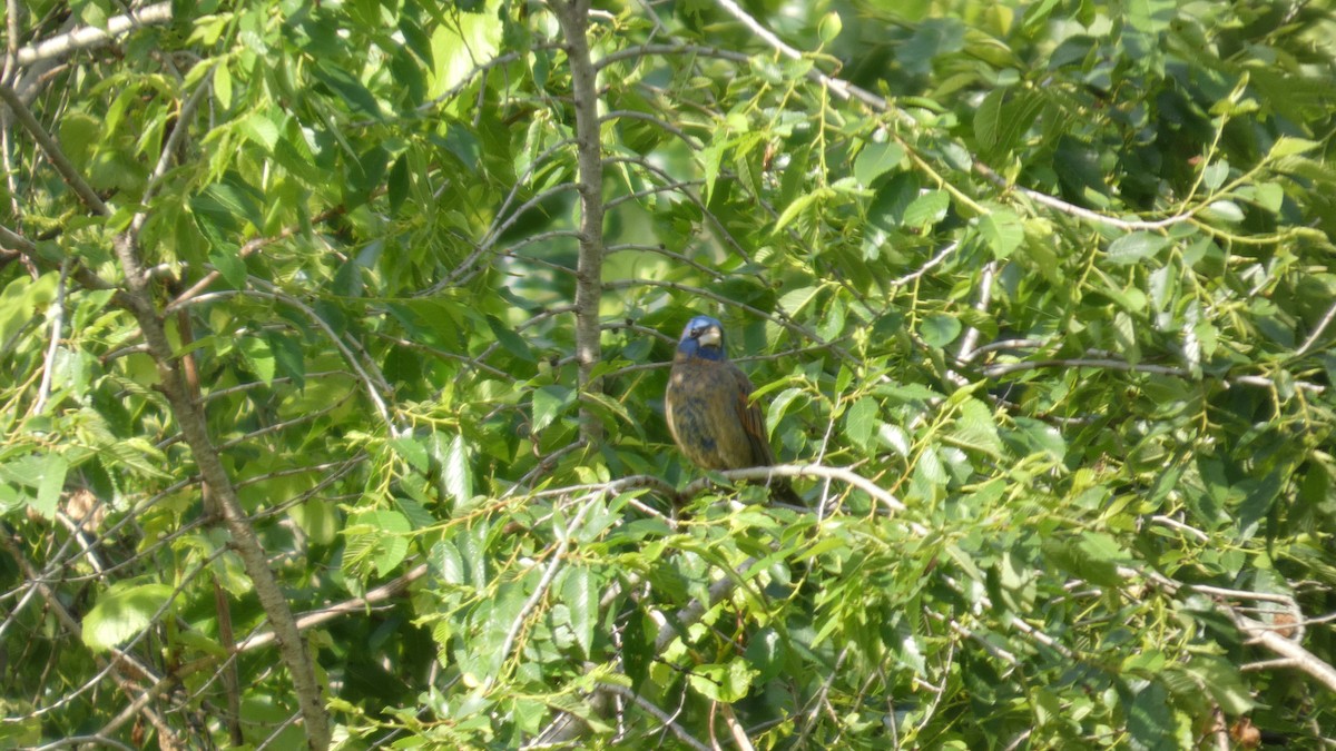 Blue Grosbeak - ML635251146