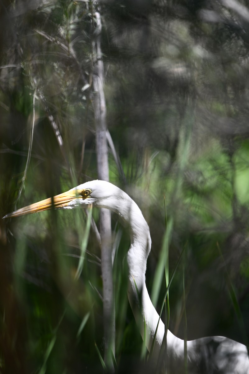 Great Egret - ML635251167