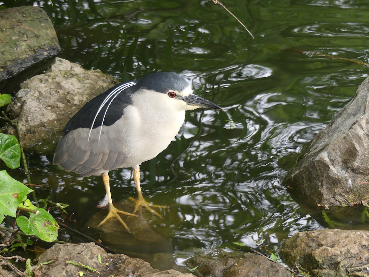 Black-crowned Night Heron - ML635251177
