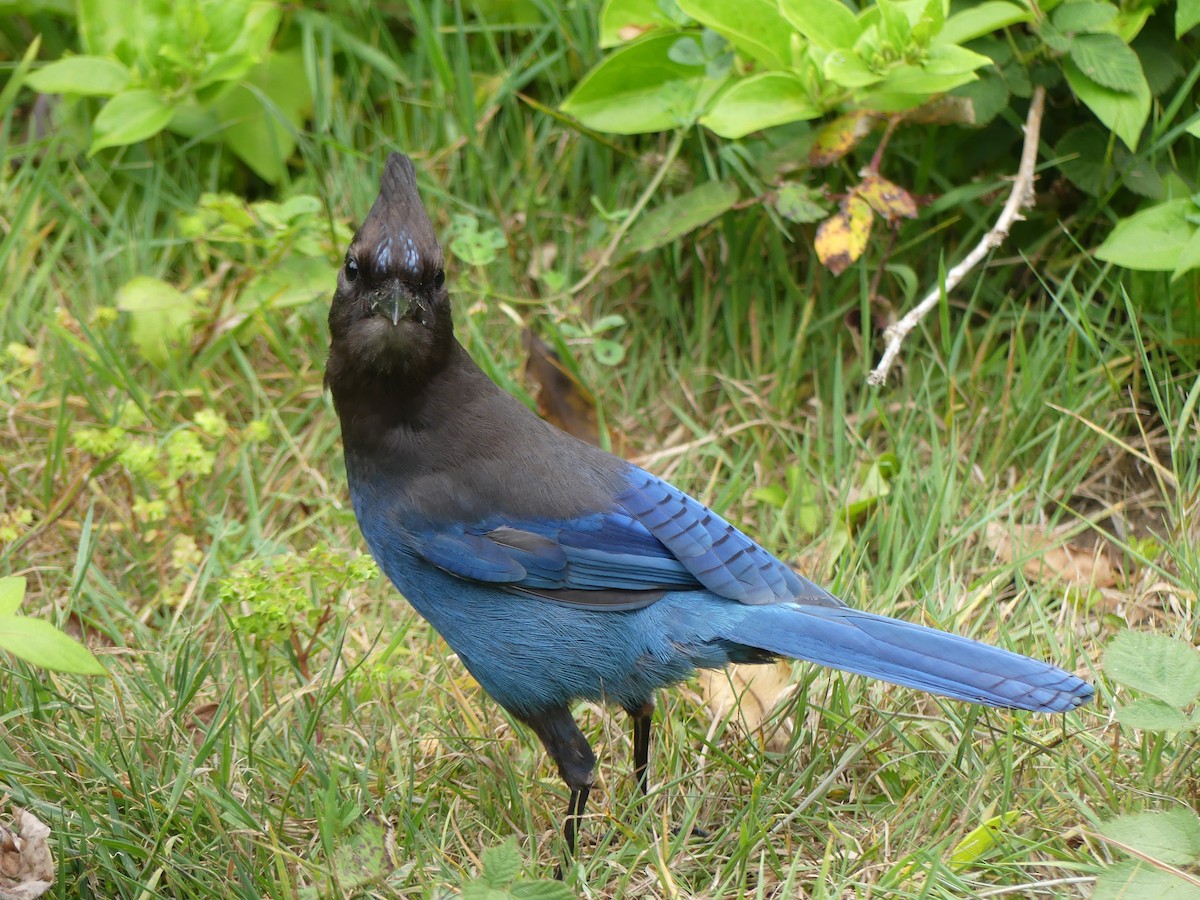 Steller's Jay - ML635251188