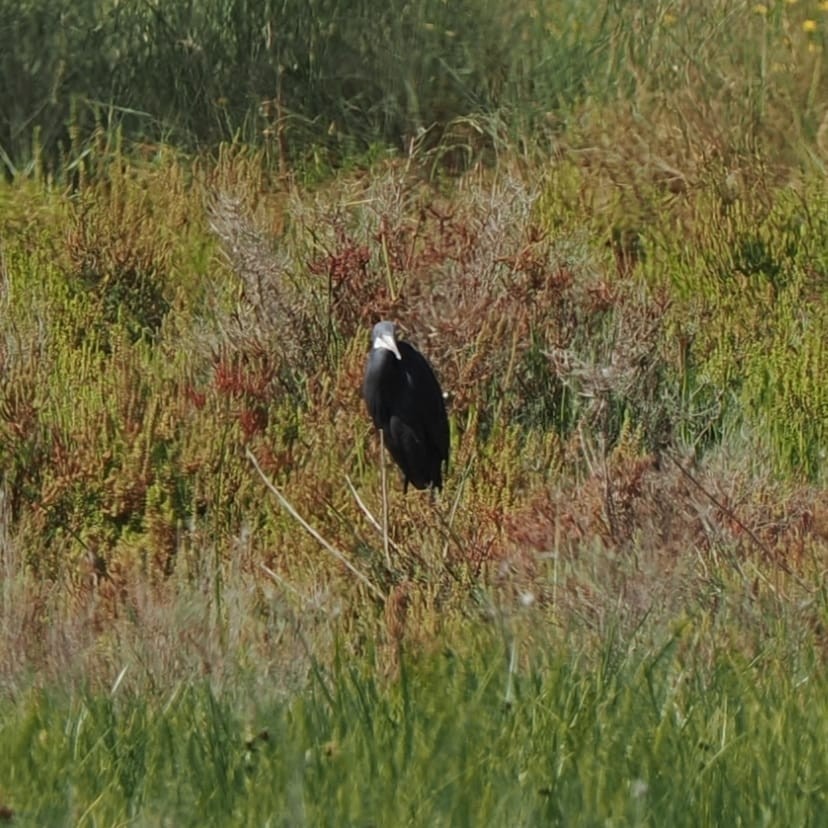 Western Reef-Heron - ML635251197