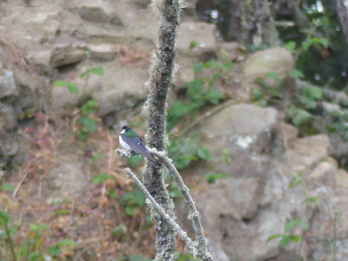 Violet-green Swallow - ML635251200