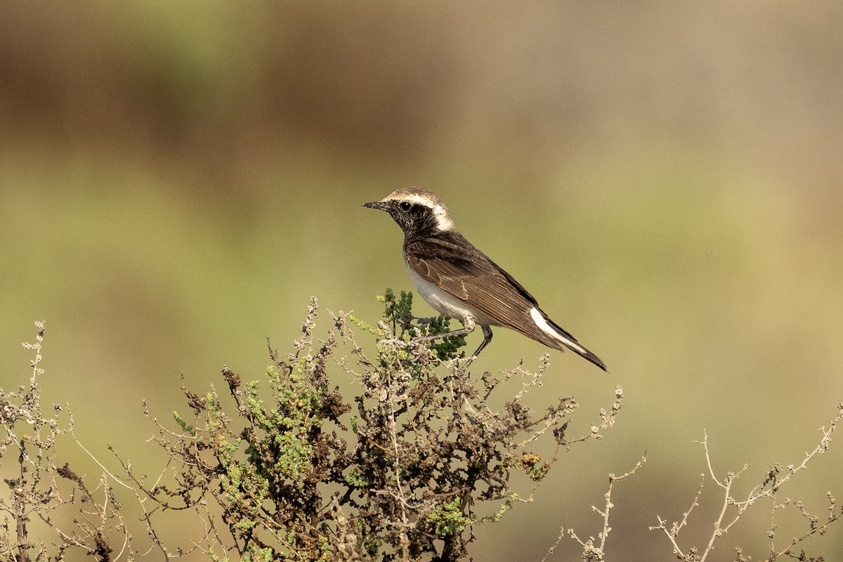 Pied Wheatear - ML635251208